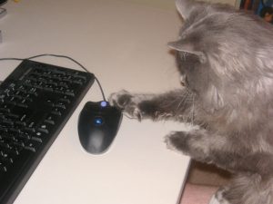 Photo of a black computer mouse with a blue scroll wheel (and a cat beside it).